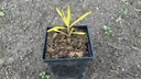 Nawłoć 'Hiddigeigei' sadzonka Roślina w postaci sadzonka w pojemniku 0,5-1l