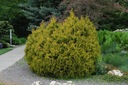 ТУЯ РЕЙНГОЛД ТУЯ DWARF THUJA GOLDEN P9