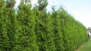 Thuja occidentalis 'Brabant' | Západný život Odroda Thuja occidentalis Brabant