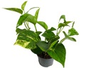 Epipremnum Aureum GOLDEN Discoloration CREABER