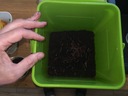 300шт калифорнийские компостные дождевые черви