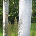 BRZOZA BRODAWKOWATA ZWYCZAJNA SADZONKI BRZOZY 40-60cm Betula pendula Rodzaj rośliny Inny