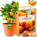 Набор для выращивания растений: Семена мандарина, Мандариновое дерево.