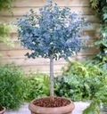 Modrý Eukalyptus vo vašej záhrade odpudzuje mušky a komáre semená Značka DobreNasiona.pl