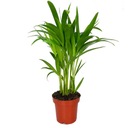 УВЛАЖНИТЕЛЬ ДЛЯ ЖИЛЫХ УВЛАЖНИТЕЛЕЙ AREKA PALM Dypsis Lutescens размер M