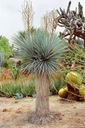 Mrazuvzdorná Juka-Yucca Rostrata 5 semien Druh rastliny Iný