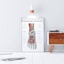 Инфографическая доска, анатомический плакат, мышцы стопы