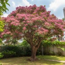 Sada na pestovanie indickej lagerstremie - Krásne kvety Druh Okrasný strom