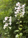 LILIA HIMALAJSKA (CARDIOCRINUM GIGANTEUM) | 1 SZT. Producent Ogrodnictwo Wiśniewski Junior by GMF Group Sp.zoo.o