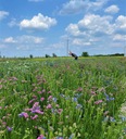 Sušená kaša, kytica sušených kvetov, sušená, sušená limonium Značka iná