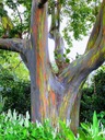 Exotické semená eukalyptu Eucalyptus deglupta Dúhový eukalyptus Cyklus vývoja rastlín viacročné