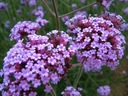 VERBENA PATAGONSKÁ - ARGENTINSKÁ (VERBENA BONARIENSIS) SEMENÁ 100 ks Odroda Werbena Patagońska (Verbena Bonariensis)