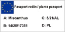 Tráva, Cukrový miskant ROBUSTUS č. 1646 Latinský názov miscanthus sinensis