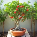 Semená stromu Bonsai Granátové jablko Značka žiadna značka