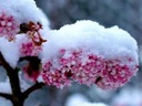 Цветущая зимой калина Рассвет – предвестник весны