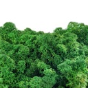 Зеленый олений мох 40G NET HIT!