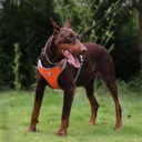 Postroj vychádzkový tréning pre psa oranžový XL Kód výrobcu 5902340327388