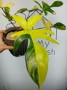 Philodendron Florida Beauty | Sadzonka 17 | 30cm
