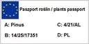 Sosna, Sosny PA 'pinus nigra Birte 1-110 Roślina w postaci sadzonka w pojemniku 3-5l
