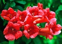 CAMPSIS RADICANS 'FLAMENCO' MILIN AMERICKÝ