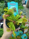 Dionaea Muscipula Насекомоядное растение Мухоловка Росянка Венерина мухоловка