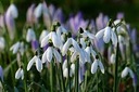 Przebiśniegi Śnieżyczki Sadzonki Kpl 10 szt Nazwa łacińska galanthus nivalis