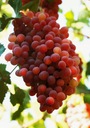 Виноград MIŃSK PINK крупный саженец EARLY NEW
