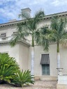Exotické semená Palmy Kráľovská palma Rojston Roystonea regia 'Florida' Druh Okrasný strom