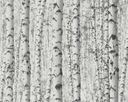 Vinylová tapeta na vlies umývateľná čierno biela brezový les 3D efekt Značka AS Creation