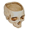 Doniczka z żywicy ludzkiej czaszki Odmiana inna