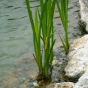 Водное растение ACORUS CALAMUS Аир береговой очищает 1 шт.