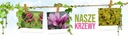 Borówka AMERYKAŃSKA ZESTAW PÓŹNY 1-362 Rodzaj rośliny borówki i jagody