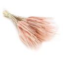 TRITICAL EXTRA PINK сушеные зерновые колосья ~90 бохо