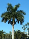 Exotické semená Palmy Kráľovská palma Rojston Roystonea regia 'Florida' Stav balenia originálne