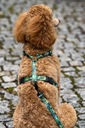 postroj pre psa Pes Prechádzka Nastaviteľné GUARD M 20 mm ZELENÁ LIST uKory Farba odtiene ružovej odtiene zelenej odtiene žltej viacfarebná