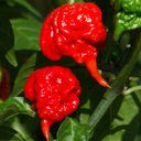 Набор для выращивания семян красного перца Carolina Reaper HP22B - THE SPITTEST