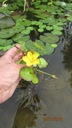 Кувшинка – растения для мини-пруда с кувшинками