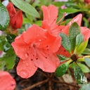 Rododendron | Azalka japonská &quot;Geisha Orange&quot; Krajina Poľsko