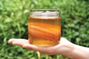 ЧАЙНЫЙ ГРИБ ЧАЙНЫЙ КОМБУЧА SCOBY 7см ЗАкваска из чайного гриба