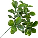 САМШИТ БОЛЬША ТОЛСТАЯ ЧЕРНИКА ПАСХАЛЬНЫЙ ПИК 20 СМ