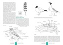 НАБОР КНИГ О ПТИЦАХ АТЛАС ПОЛЬСКИХ ПТИЦ И МИРА, НАЧИНАЮЩИЙ ВСЕГО 500 ВИДОВ