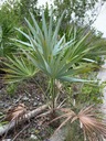 Exotické semená Palmy pre záhradu Palma Morissa Leucothrinax morrisii veľkosť topánok tety Klotky 1 ks