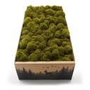 Финский мох 500г нетто, лайм