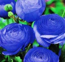 Луковицы JASKIER Ranunculus Blue 10 шт + БЕСПЛАТНО.
