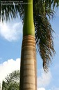 Exotické semená Palmy Kráľovská palma Rojston Roystonea regia 'Florida' Cyklus vývoja rastlín viacročné