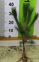 Сосна черная Pinus Nigra ПОСАДЫ 3-летние елки