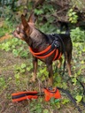 Шлейка для собаки Мальтийский шпиц 34-44см TRE PONTI Оранжевый SOFT