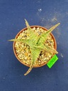 Aloe hybrid 5508p - PS1607S Kód výrobcu 1111