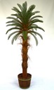 Пальма Саговник Саговник Cycas Revoluta 2м