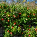 Vrásčitá ruža ROSA RUGOSA Ružová Na zľavy Na zaváraniny Sadenice C2 Druh rastliny Iný